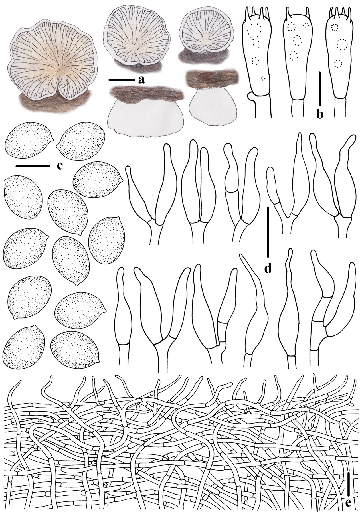 斑褶靴耳線條圖