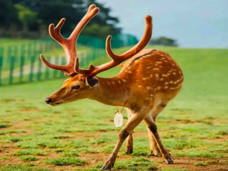 神農(nóng)架大九湖梅花鹿