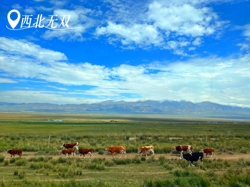宜昌到西北的品質(zhì)小團(tuán)有哪些/怎么安排/攻略【西北無雙】16人8日小團(tuán)文化之旅