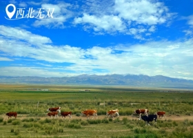 宜昌到西北的品質小團有哪些/怎么安排/攻略【西北無雙】16人8日小團文化之旅