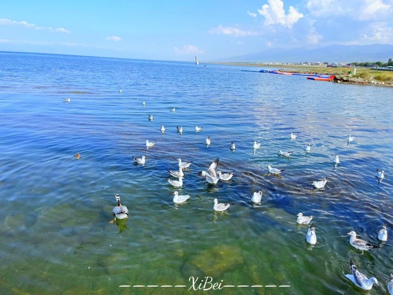 青海湖7