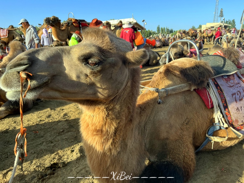 騎駱駝11