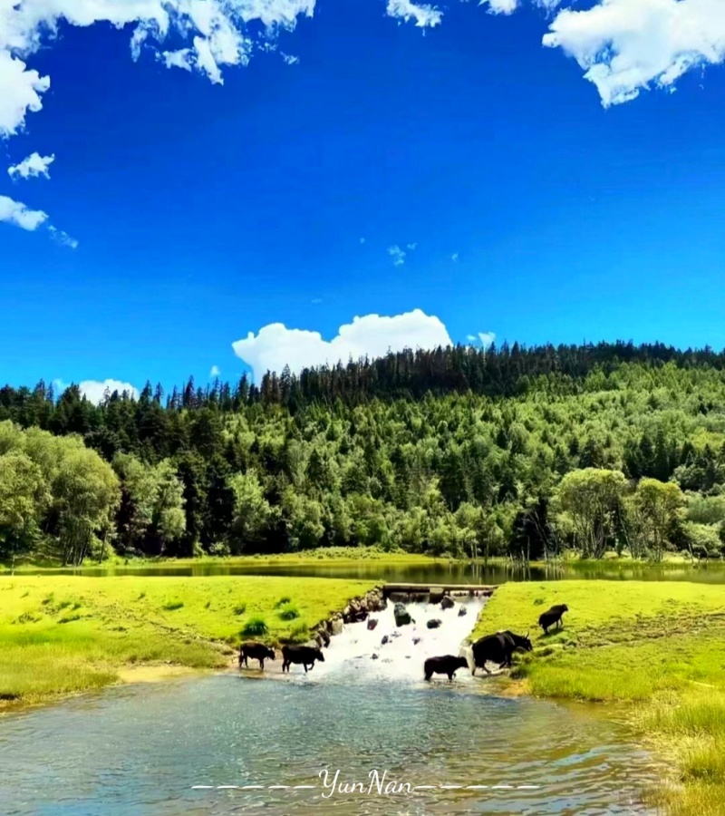 香格里拉普達措森林公園_副本