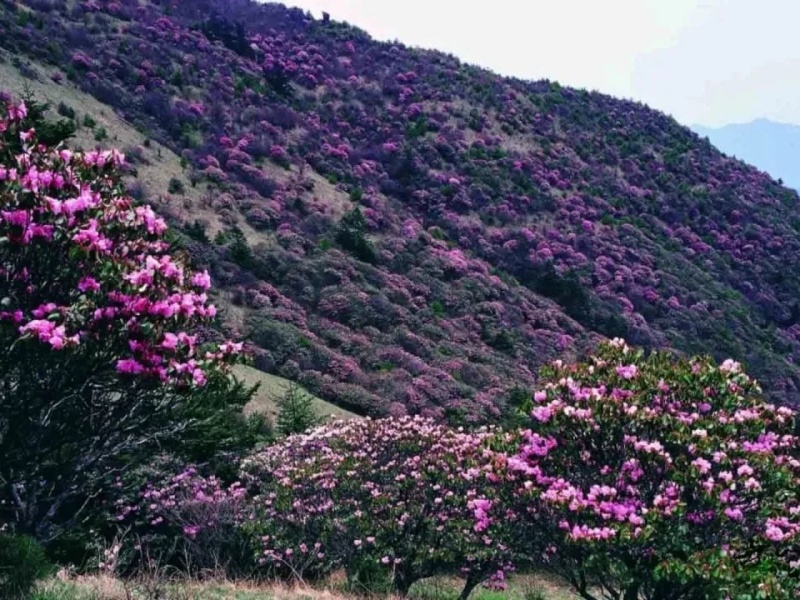 微信圖片_20250427093744_副本