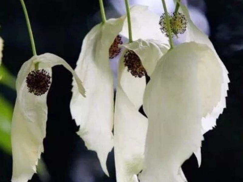 微信圖片_20250427093929_副本