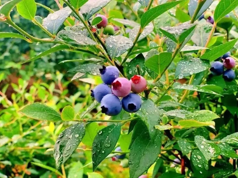 微信圖片_20250506101803_副本