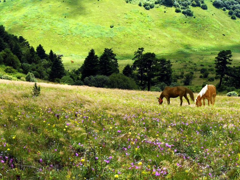 神農(nóng)架（神農(nóng)頂、官門山、神農(nóng)祭壇、天生橋）兩天一晚跟團(tuán)游，0購物店、輕松暢游！