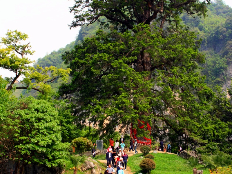 神農架神農壇景區 衫王_副本