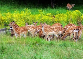 神農架三日游路線詳情，神農頂+神農壇+大九湖+天生橋+官門山團購價多少？