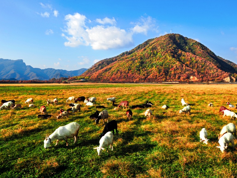 《濕地牧歌》(鐘華13797638596拍攝于大九湖)_副本