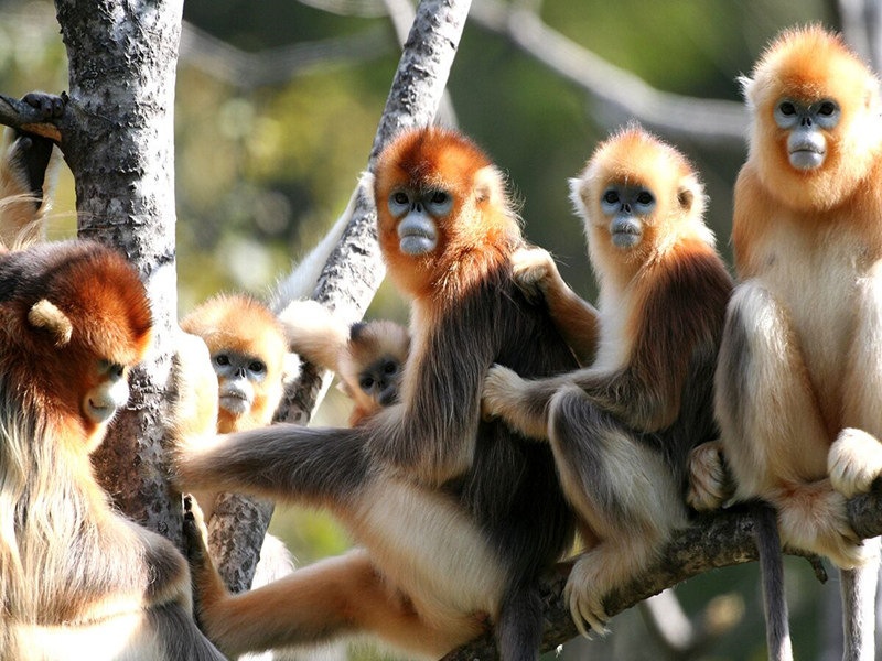 神農架金絲猴_副本