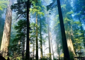 【強(qiáng)推】神農(nóng)架3日游，跟團(tuán)價(jià)格大曝光，行程規(guī)劃有哪些