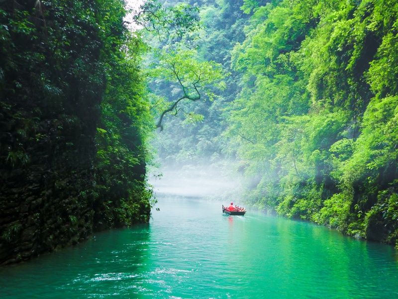 招財(cái)樹1(攝影:唐雪琴)_副本