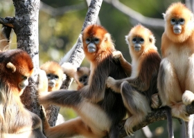 走進神農架，了解神農架，攻略神農架，神農架三日游新計劃已上，探濕地仙境，赴秘境之約