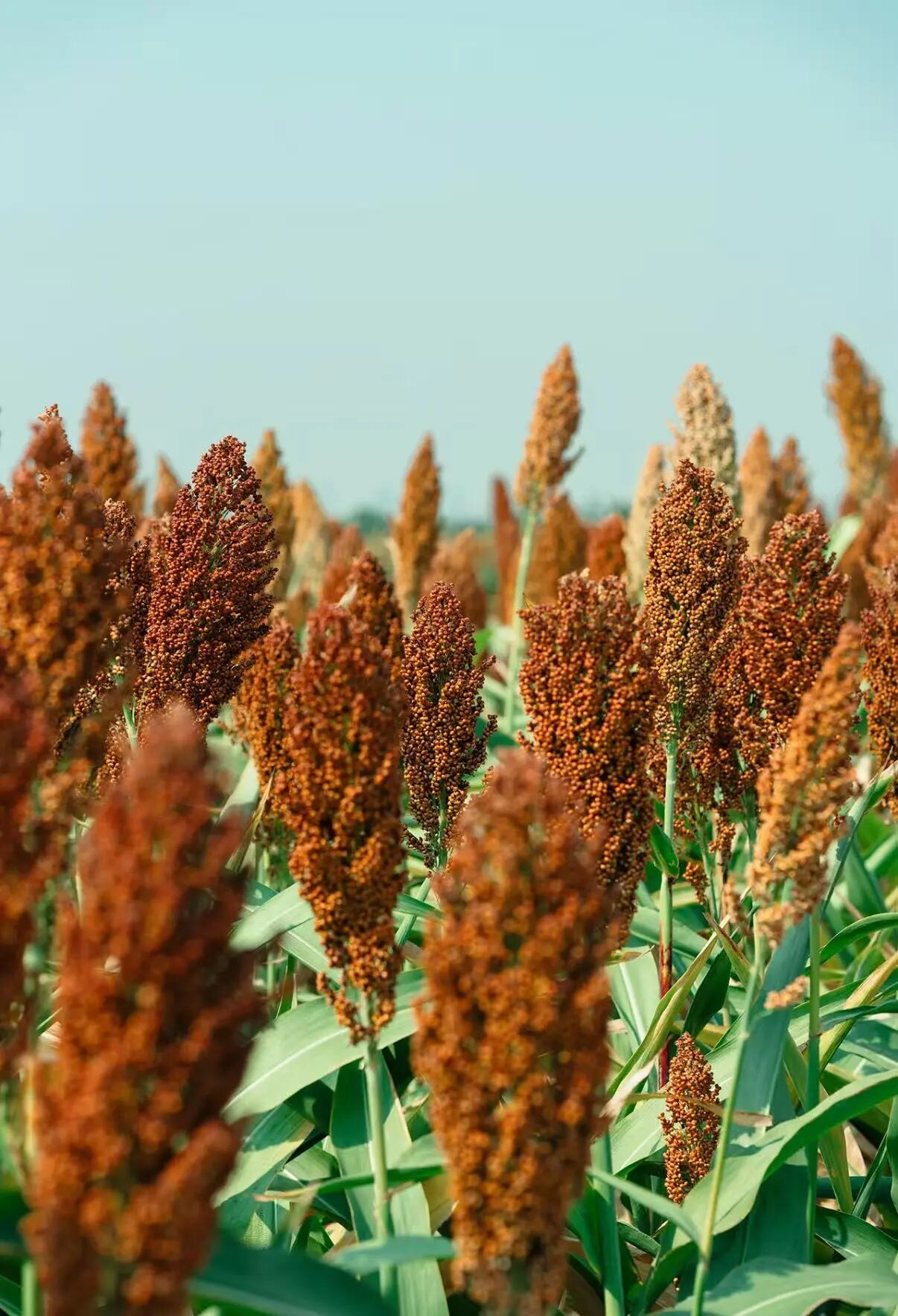 微信圖片_2025-09-18_090253_180