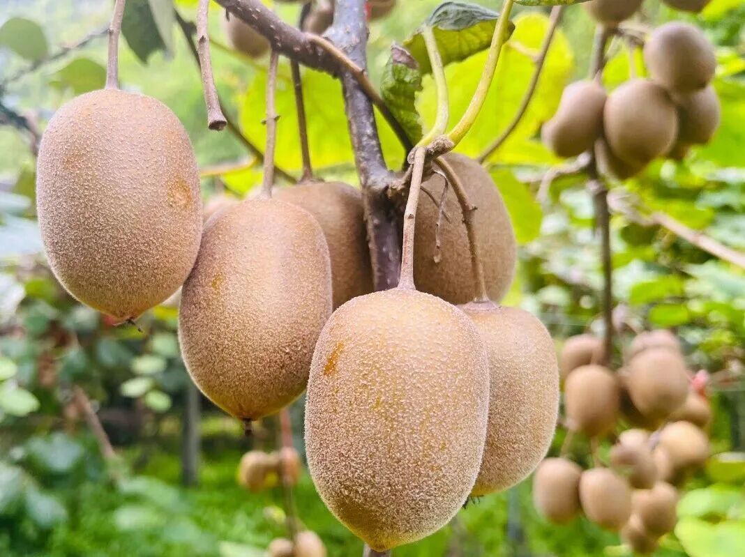 微信圖片_2025-10-14_095706_417