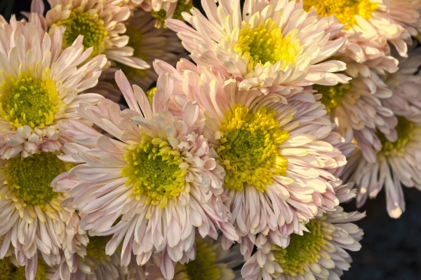 宜昌市第40屆菊展13日起端出“文旅大餐” 10余項活動等您來“打卡”