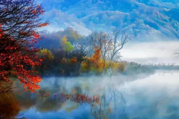 神農架的葉子開始黃了嗎?2025神農架大九湖秋景來襲