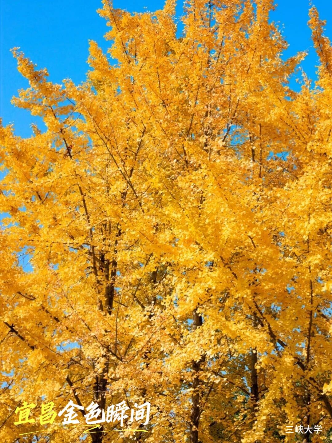 微信圖片_2025-11-20_092516_752