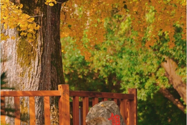 宜昌銀杏樹(shù)景點(diǎn)有哪些？快來(lái)打卡金色宜昌